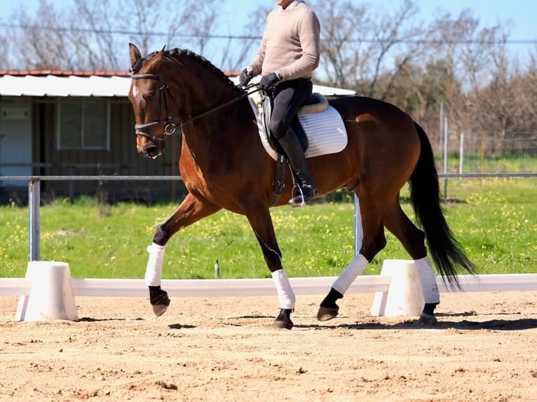 PRE Croisé Étalon 5 Ans Bai in Navas Del Madroño