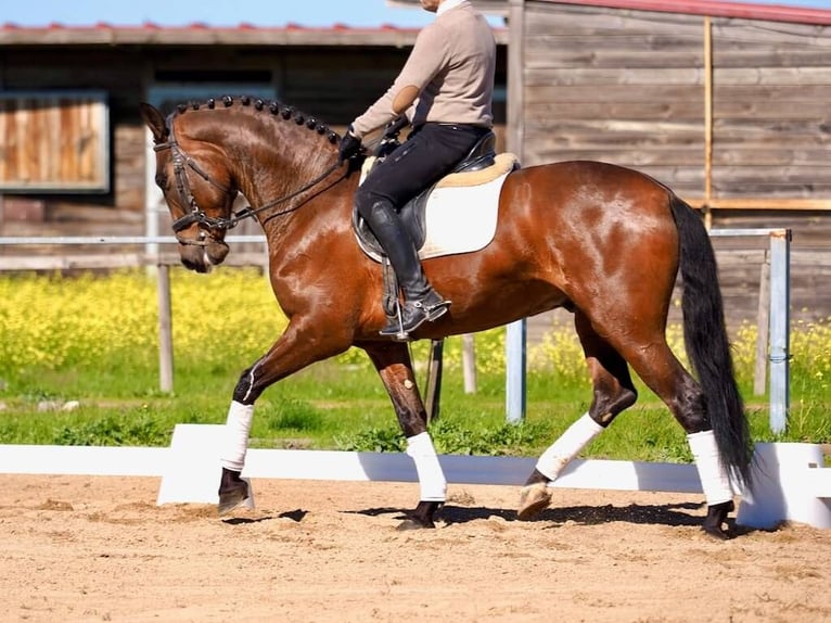 PRE Croisé Étalon 5 Ans Bai in Navas Del Madroño
