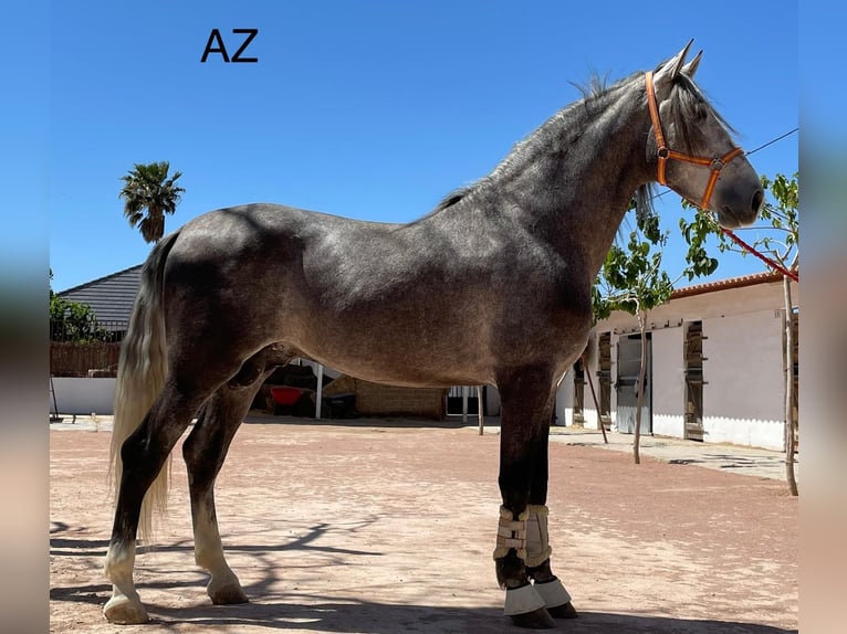 PRE Croisé Étalon 5 Ans Gris in Agost