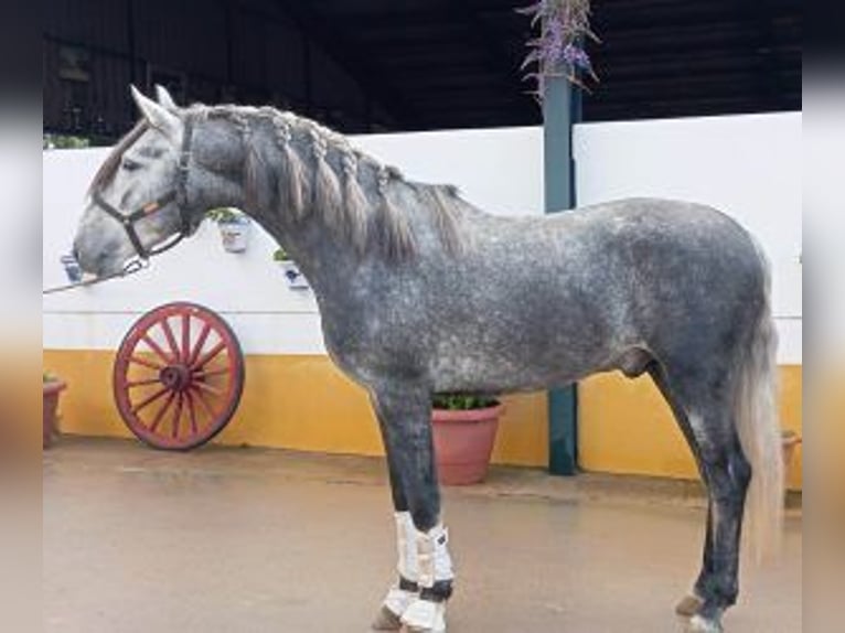 PRE Croisé Étalon 5 Ans Gris in Madrid