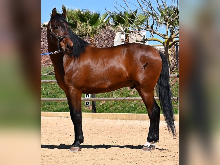 PRE Croisé Étalon 6 Ans 157 cm Bai in Menorca