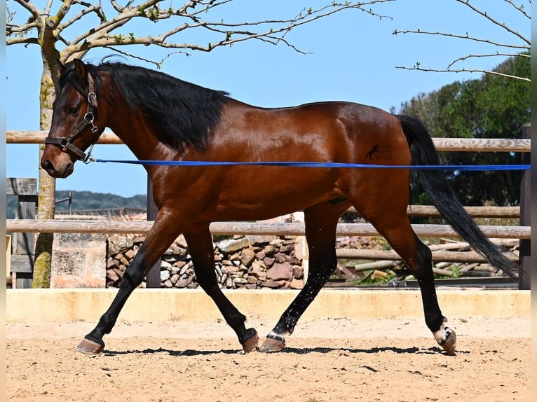 PRE Croisé Étalon 6 Ans 157 cm Bai in Menorca