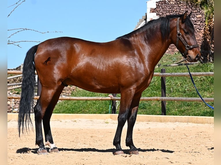 PRE Croisé Étalon 6 Ans 157 cm Bai in Menorca