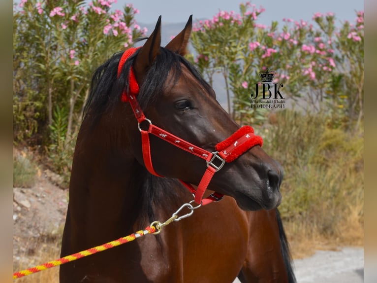 PRE Croisé Étalon 6 Ans 157 cm Bai in Tabernas Almería