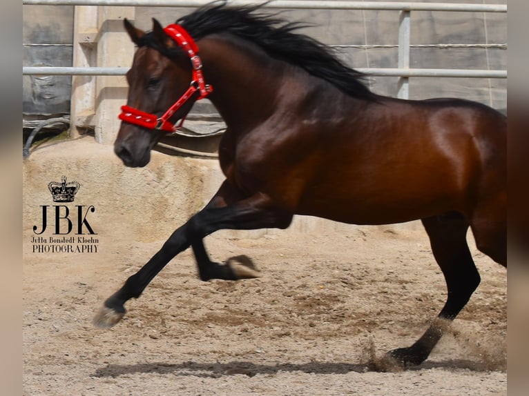 PRE Croisé Étalon 6 Ans 157 cm Bai in Tabernas Almería