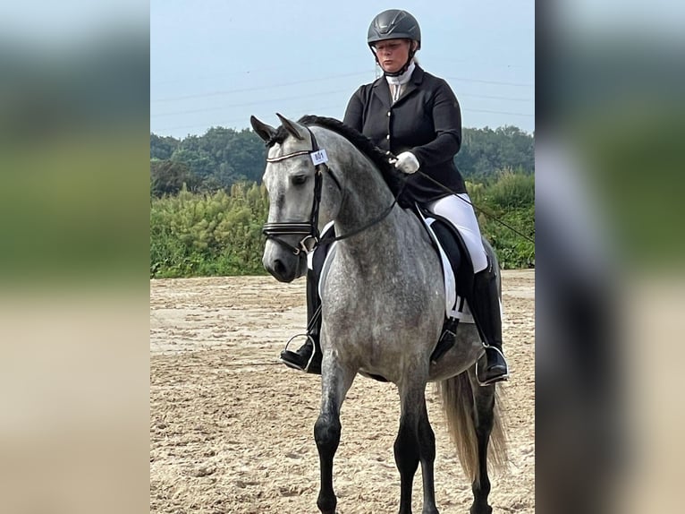 PRE Croisé Étalon 6 Ans 157 cm Gris pommelé in Bredene