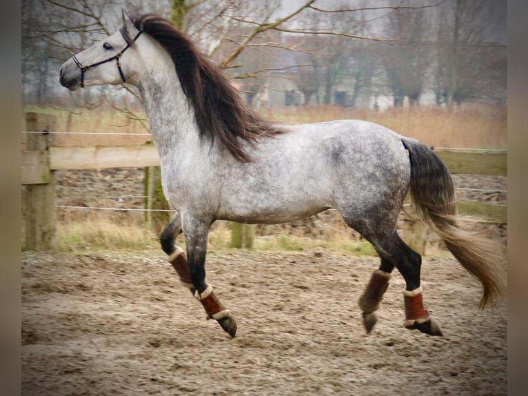 PRE Croisé Étalon 6 Ans 157 cm Gris pommelé in Bredene