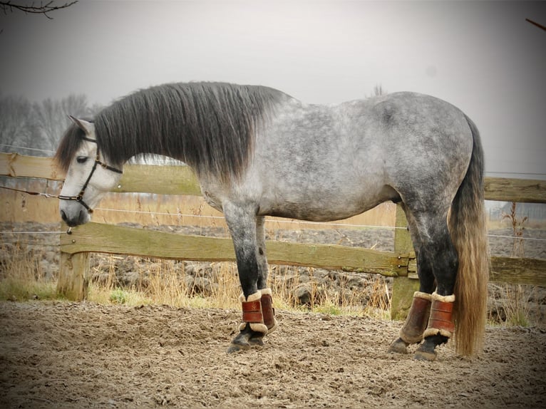 PRE Croisé Étalon 6 Ans 157 cm Gris pommelé in Bredene