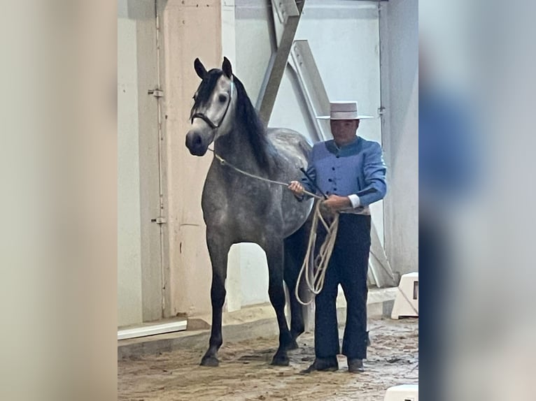 PRE Croisé Étalon 6 Ans 157 cm Gris pommelé in Bredene