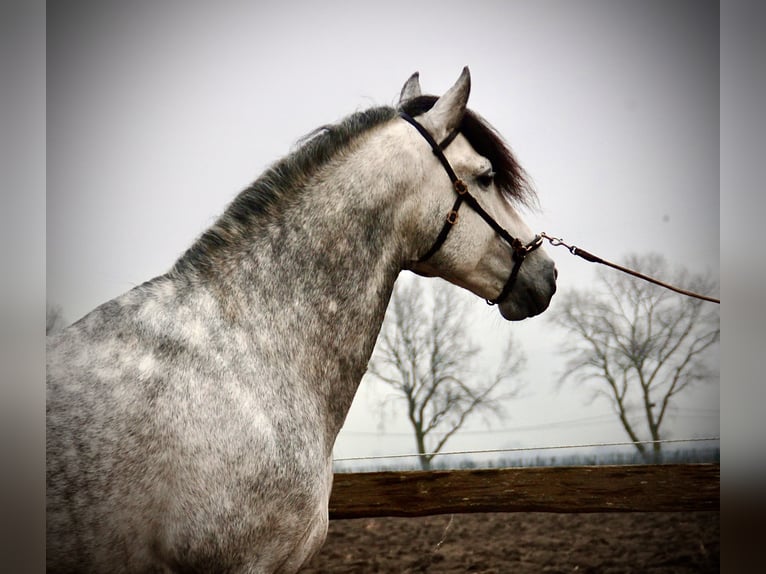 PRE Croisé Étalon 6 Ans 157 cm Gris pommelé in Bredene