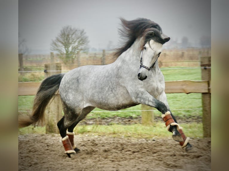 PRE Croisé Étalon 6 Ans 157 cm Gris pommelé in Bredene