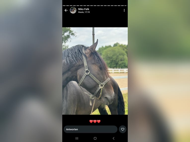 PRE Étalon 6 Ans 158 cm Bai in Hilden