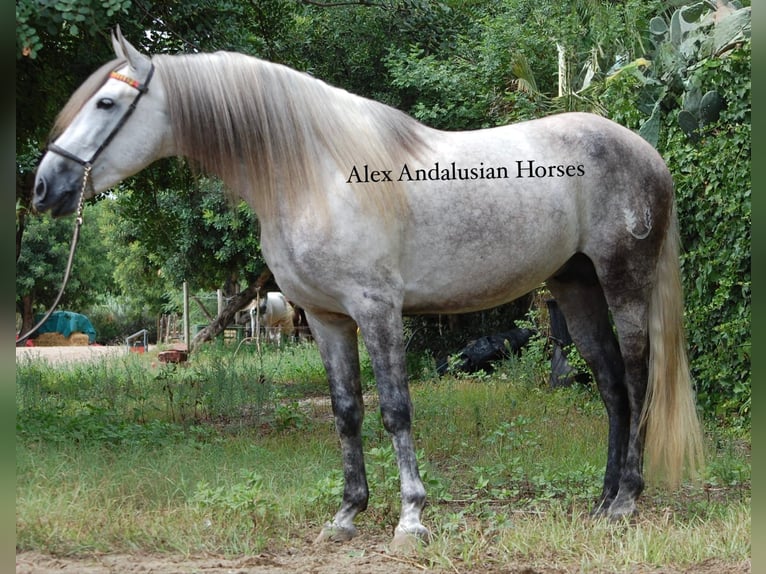 PRE Croisé Étalon 6 Ans 158 cm Gris in Sevilla