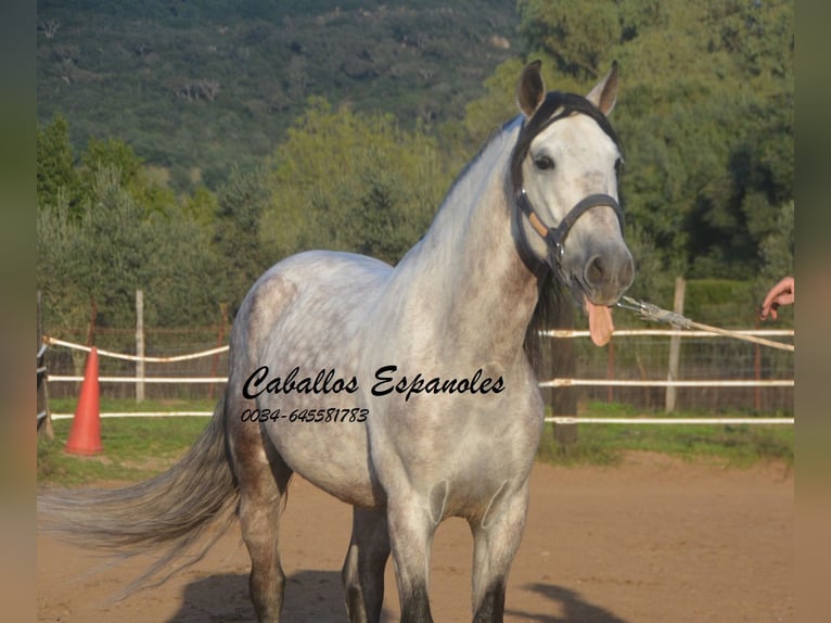 PRE Étalon 6 Ans 158 cm Gris in Vejer de la Frontera