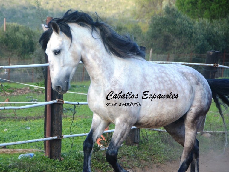 PRE Étalon 6 Ans 158 cm Gris in Vejer de la Frontera