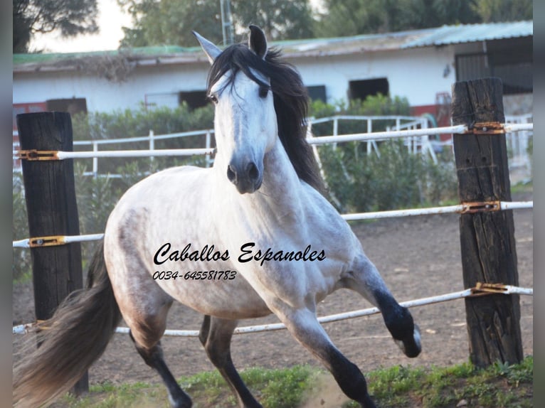 PRE Étalon 6 Ans 158 cm Gris in Vejer de la Frontera