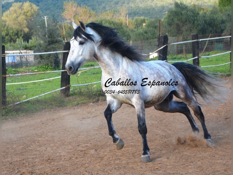 PRE Étalon 6 Ans 158 cm Gris in Vejer de la Frontera