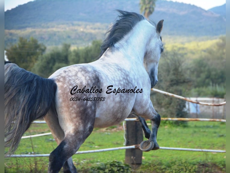 PRE Étalon 6 Ans 158 cm Gris in Vejer de la Frontera