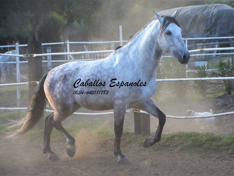 PRE Étalon 6 Ans 158 cm Gris in Vejer de la Frontera