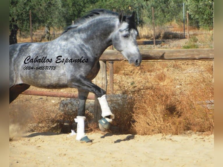 PRE Croisé Étalon 6 Ans 158 cm Gris pommelé in Vejer de la Frontera