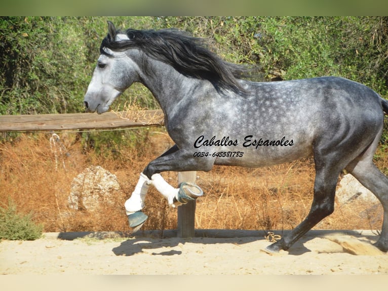 PRE Croisé Étalon 6 Ans 158 cm Gris pommelé in Vejer de la Frontera