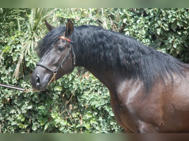 PRE Croisé Étalon 6 Ans 158 cm Noir in Barcelona