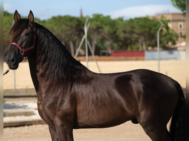 PRE Croisé Étalon 6 Ans 158 cm Noir in Hamburg