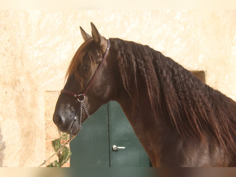PRE Croisé Étalon 6 Ans 158 cm Noir in Hamburg