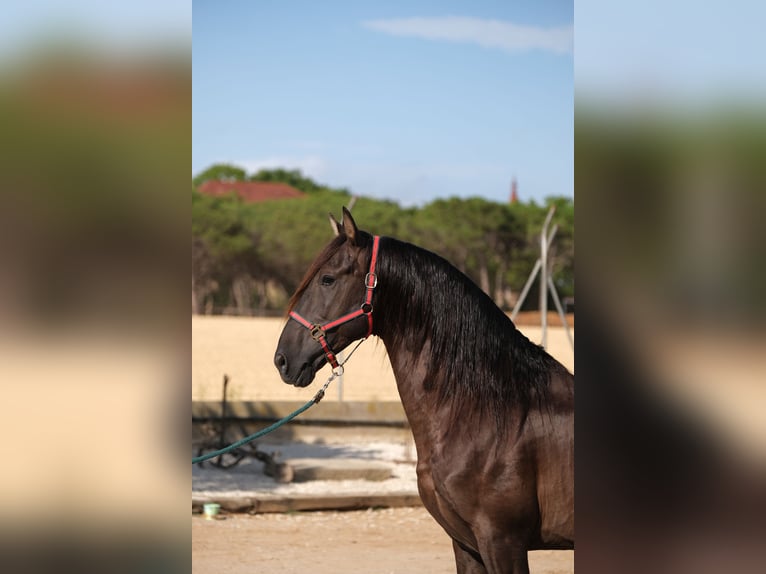 PRE Croisé Étalon 6 Ans 158 cm Noir in Hamburg