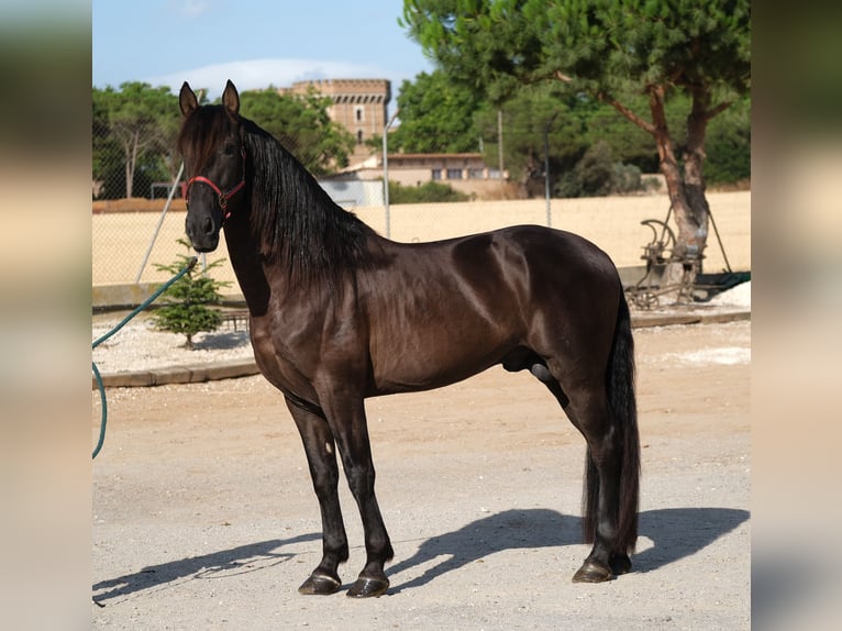 PRE Croisé Étalon 6 Ans 158 cm Noir in Hamburg