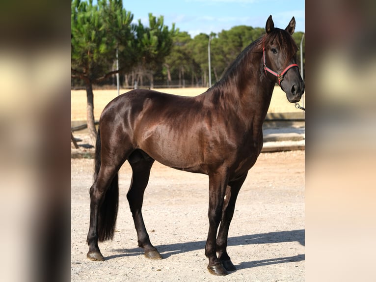 PRE Croisé Étalon 6 Ans 158 cm Noir in Hamburg
