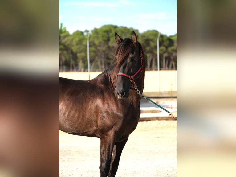 PRE Croisé Étalon 6 Ans 158 cm Noir in Hamburg