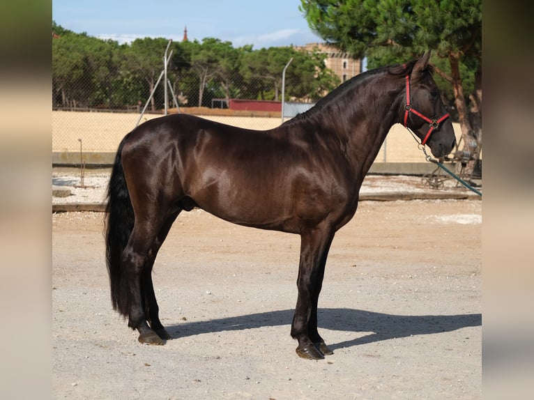PRE Croisé Étalon 6 Ans 158 cm Noir in Hamburg
