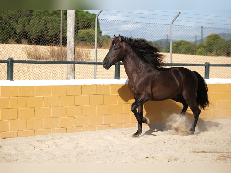 PRE Croisé Étalon 6 Ans 158 cm Noir in Hamburg