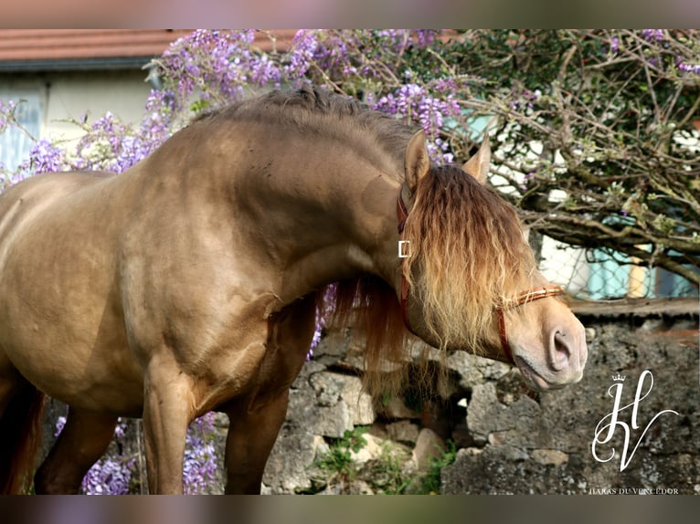 PRE Étalon 6 Ans 158 cm Perle in Marly-sous-Issy