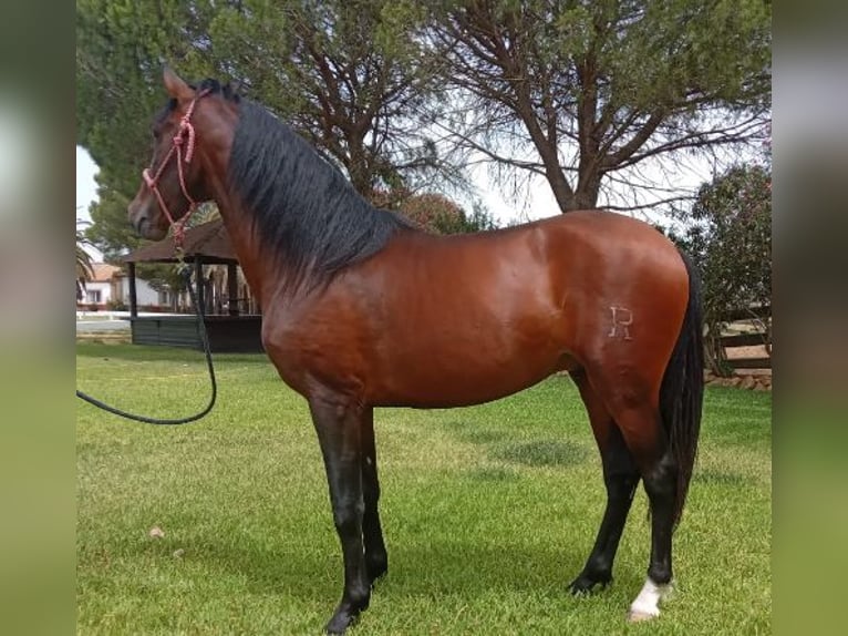 PRE Croisé Étalon 6 Ans 159 cm Bai cerise in Sevilla