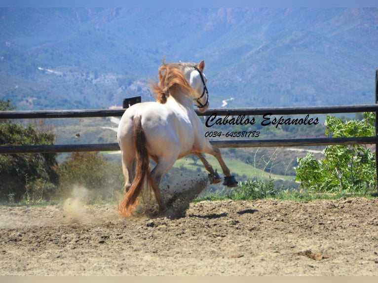 PRE Étalon 6 Ans 159 cm Cremello in Vejer de la Frontera