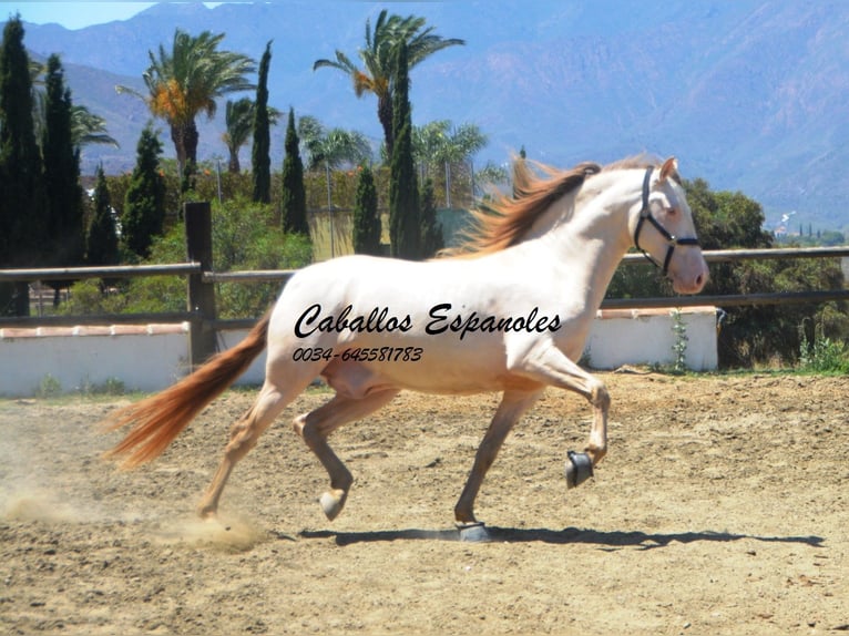 PRE Étalon 6 Ans 159 cm Cremello in Vejer de la Frontera