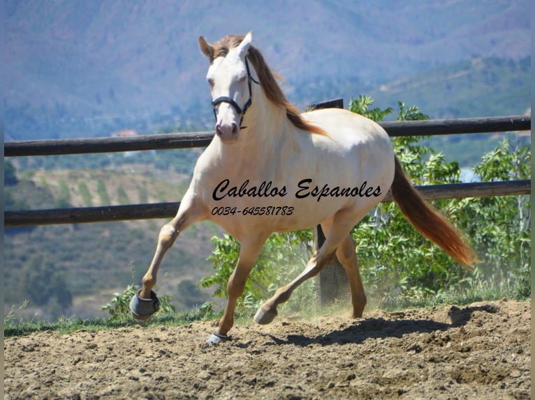 PRE Étalon 6 Ans 159 cm Cremello in Vejer de la Frontera