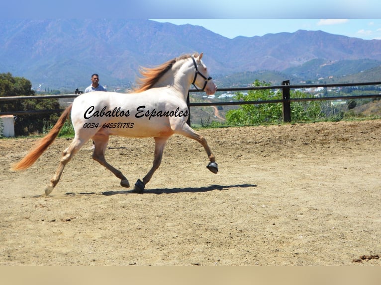 PRE Étalon 6 Ans 159 cm Cremello in Vejer de la Frontera