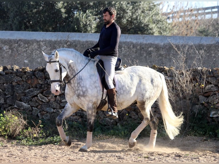 PRE Croisé Étalon 6 Ans 159 cm Gris pommelé in Valencia