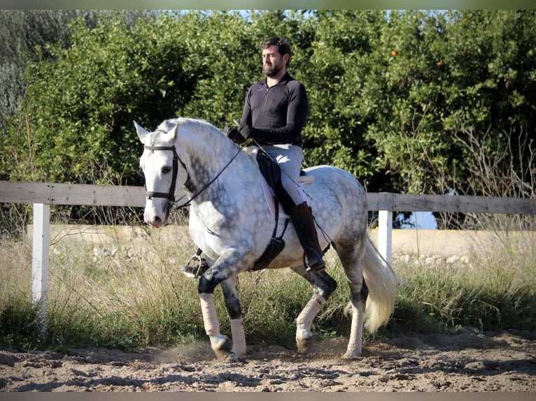 PRE Croisé Étalon 6 Ans 159 cm Gris pommelé in Valencia