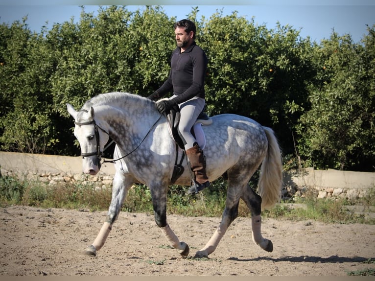 PRE Croisé Étalon 6 Ans 159 cm Gris pommelé in Valencia