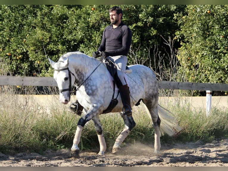 PRE Croisé Étalon 6 Ans 159 cm Gris pommelé in Valencia