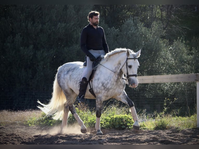 PRE Croisé Étalon 6 Ans 159 cm Gris pommelé in Valencia