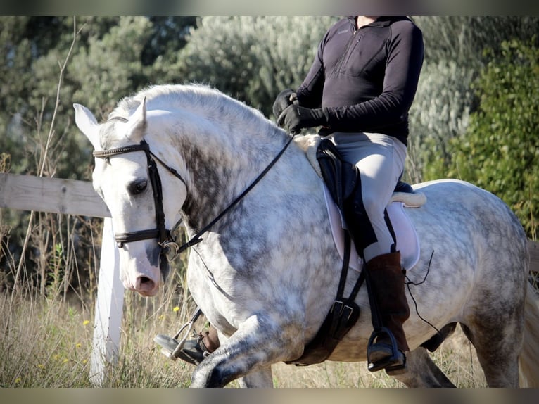 PRE Croisé Étalon 6 Ans 159 cm Gris pommelé in Valencia