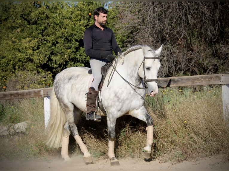 PRE Croisé Étalon 6 Ans 159 cm Gris pommelé in Valencia