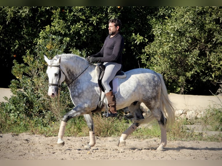 PRE Croisé Étalon 6 Ans 159 cm Gris pommelé in Valencia