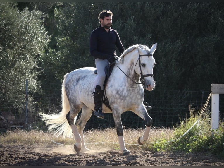 PRE Croisé Étalon 6 Ans 159 cm Gris pommelé in Valencia