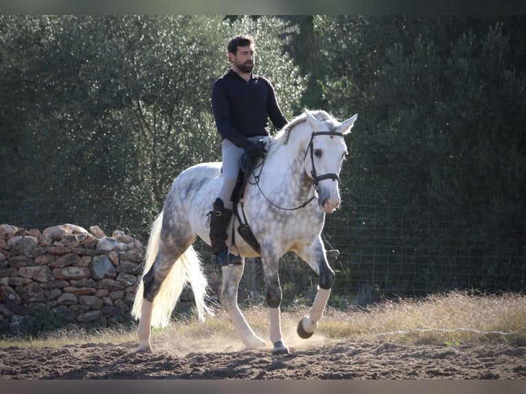 PRE Croisé Étalon 6 Ans 159 cm Gris pommelé in Valencia